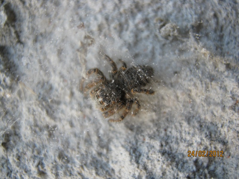 Philaeus chrysops
